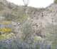 jtree056_small.jpg
