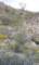 jtree057_small.jpg