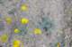 jtree058_small.jpg