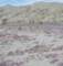 jtree060_small.jpg