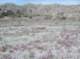 jtree061_small.jpg