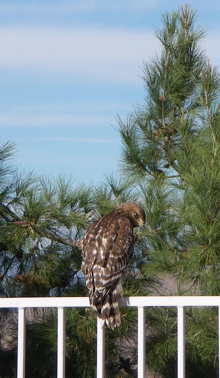 Hawk on my back yard fence 12/14/2008