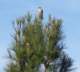 Kestrel in the tree outside my back yard 12/28/2008