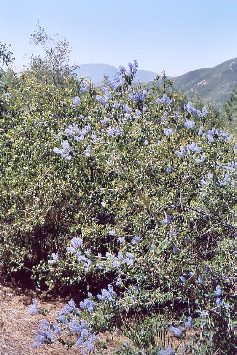 Lavender at the top of West Horsethief Trail 4/16/2005