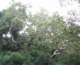Sycamores in Live Oak Canyon 5/5/2008