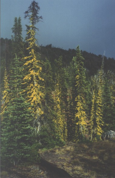 Moss on trees in the Blue Mountains of Oregon 9/1998