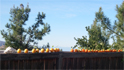Pilfered oranges and tangerines from the abandoned house next door.  Hate to see them go to waste, 1/18/2009.