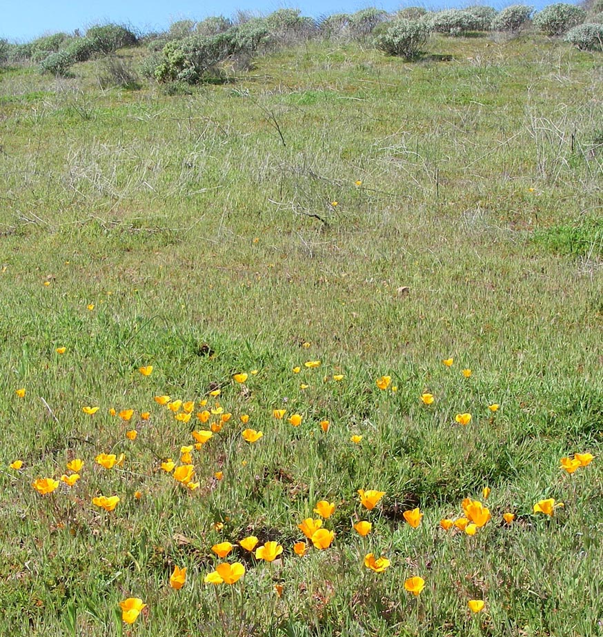 First poppies of the season off El Toro Road, Lake Elsinore 2/18/2009.