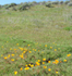 First poppies of the season off El Toro Road, Lake Elsinore 2/18/2009.