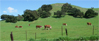 Cattle grazing in Chino Hills 3/5/2009