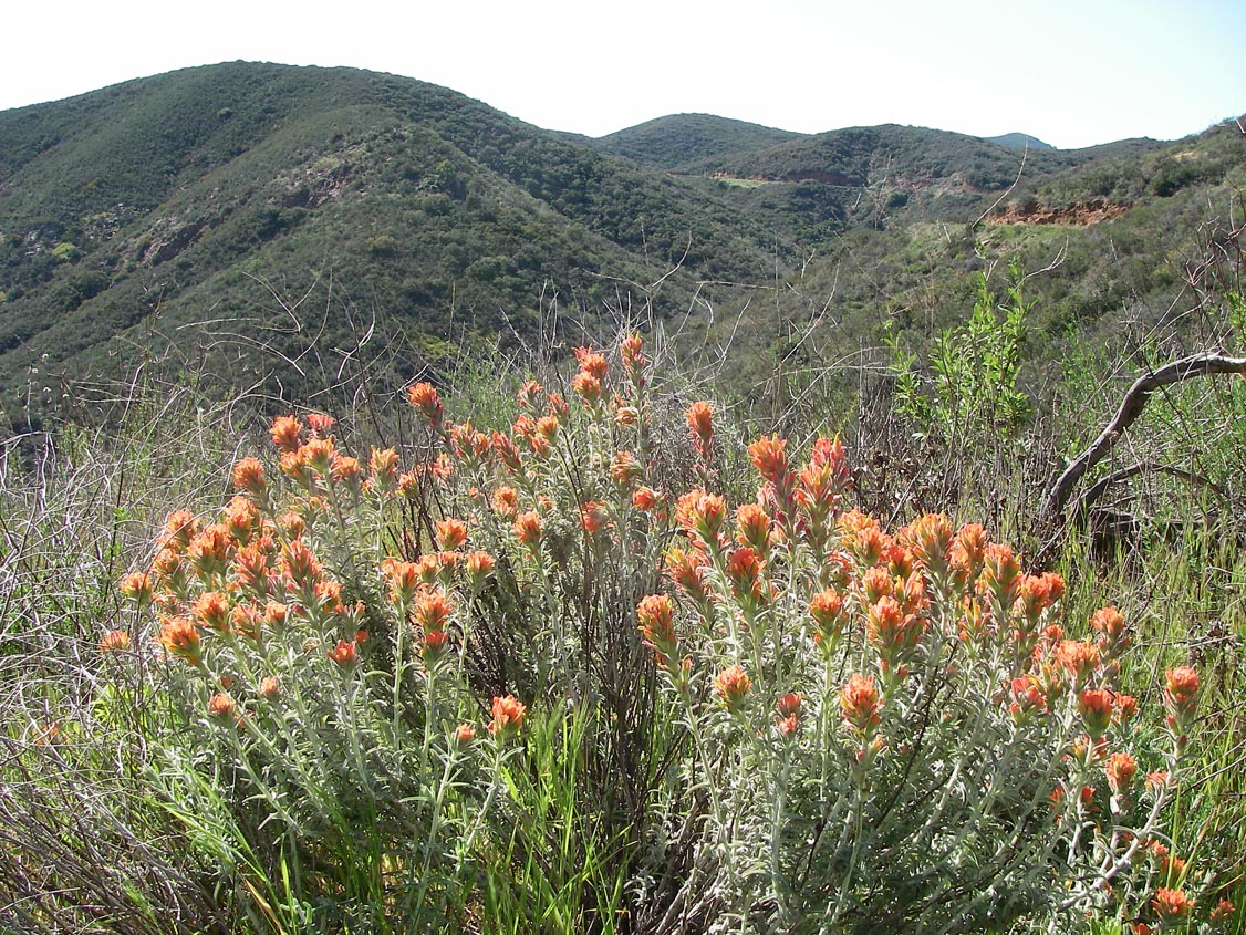 Indian paintbrush blooming alongside North Main Divide Road, Santa Ana Mountains 3/24/2009
