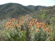 Indian paintbrush blooming alongside North Main Divide Road, Santa Ana Mountains 3/24/2009