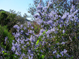 Lavender blooming on the east slope of the Santa Ana Mountains 3/24/2009