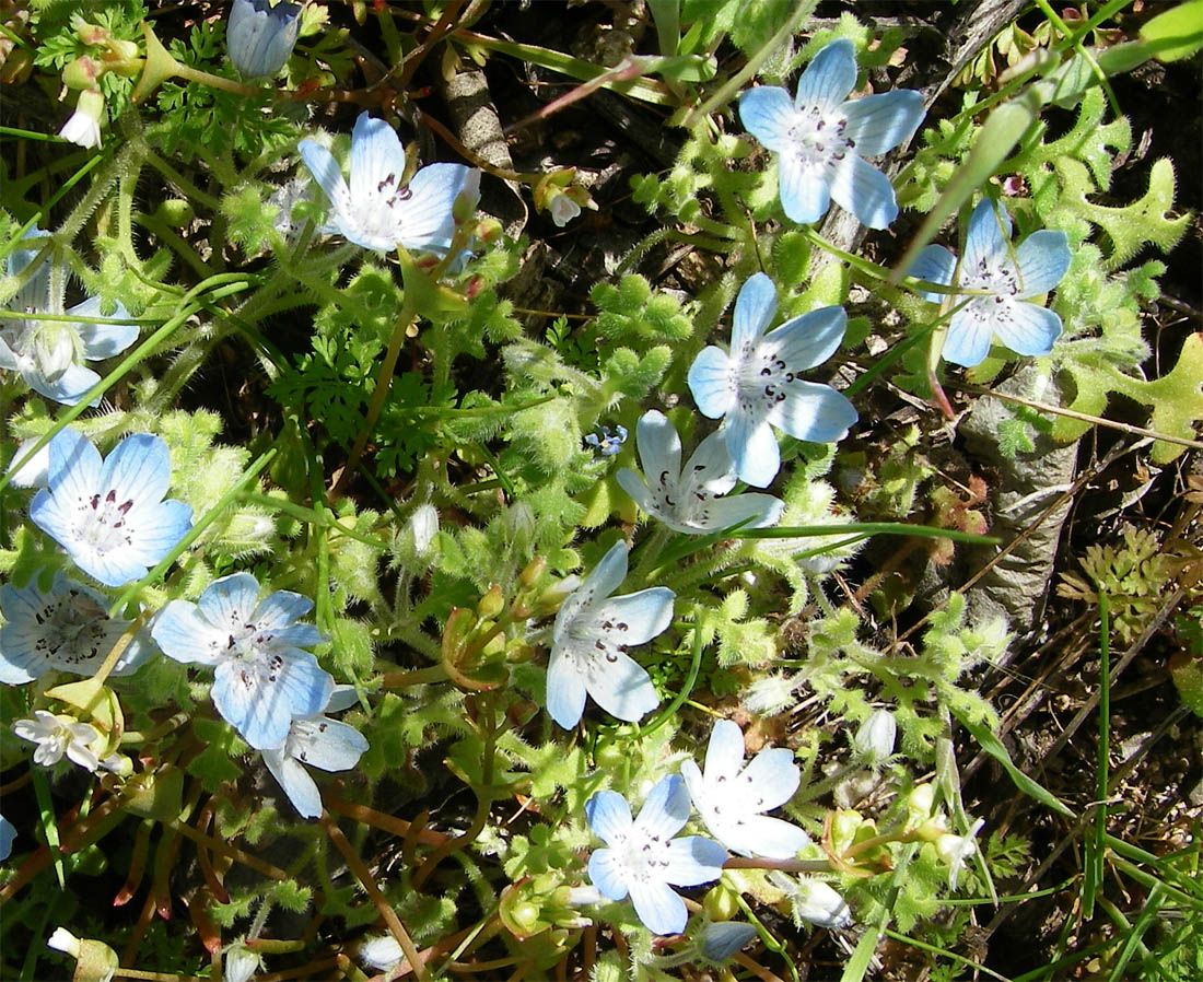 Ground flowers in bloom on the east slope of the Santa Ana Mountains 3/24/2009