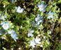 Ground flowers in bloom on the east slope of the Santa Ana Mountains 3/24/2009