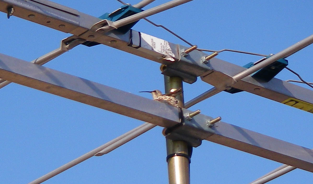 A hummingbird mad a nest in my TV antenna 5/26/2009