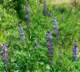 imgp3122_small.jpg