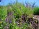 imgp3132_small.jpg