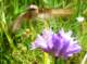imgp3171_small.jpg