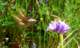 imgp3177_small.jpg
