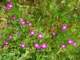 imgp3215_small.jpg