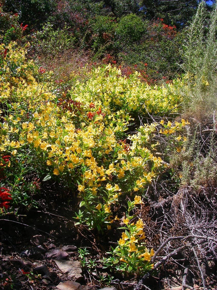 June flowers along North Main Divide Road in the Santa Ana Mountains 6/23/2009