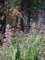 imgp3671_small.jpg