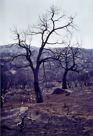 2003 Cuyamaca burn taken 1/31/2004
