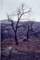 2003 Cuyamaca burn taken 1/31/2004