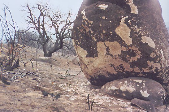 2003 Cuyamaca burn taken 1/31/2004