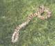 My Long Beach race California kingsnake died in 2000 at age 12