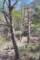 Trabuco Canyon hike, 3/17/2004