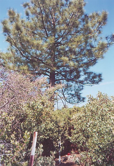 Trabuco Peak marker, Santa Ana mountains, 3/31/2004