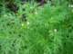 imgp2878_small.jpg