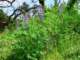 imgp2883_small.jpg