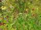 imgp2900_small.jpg