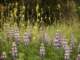 imgp2944_small.jpg