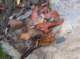 imgp0506_small.jpg