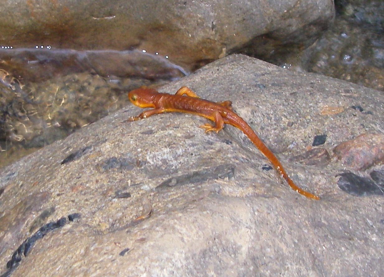Newts are emerging after last nights rain in Black Start Canyon 1/12/2015 
