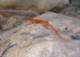 Newts are emerging after last nights rain in Black Start Canyon 1/12/2015 