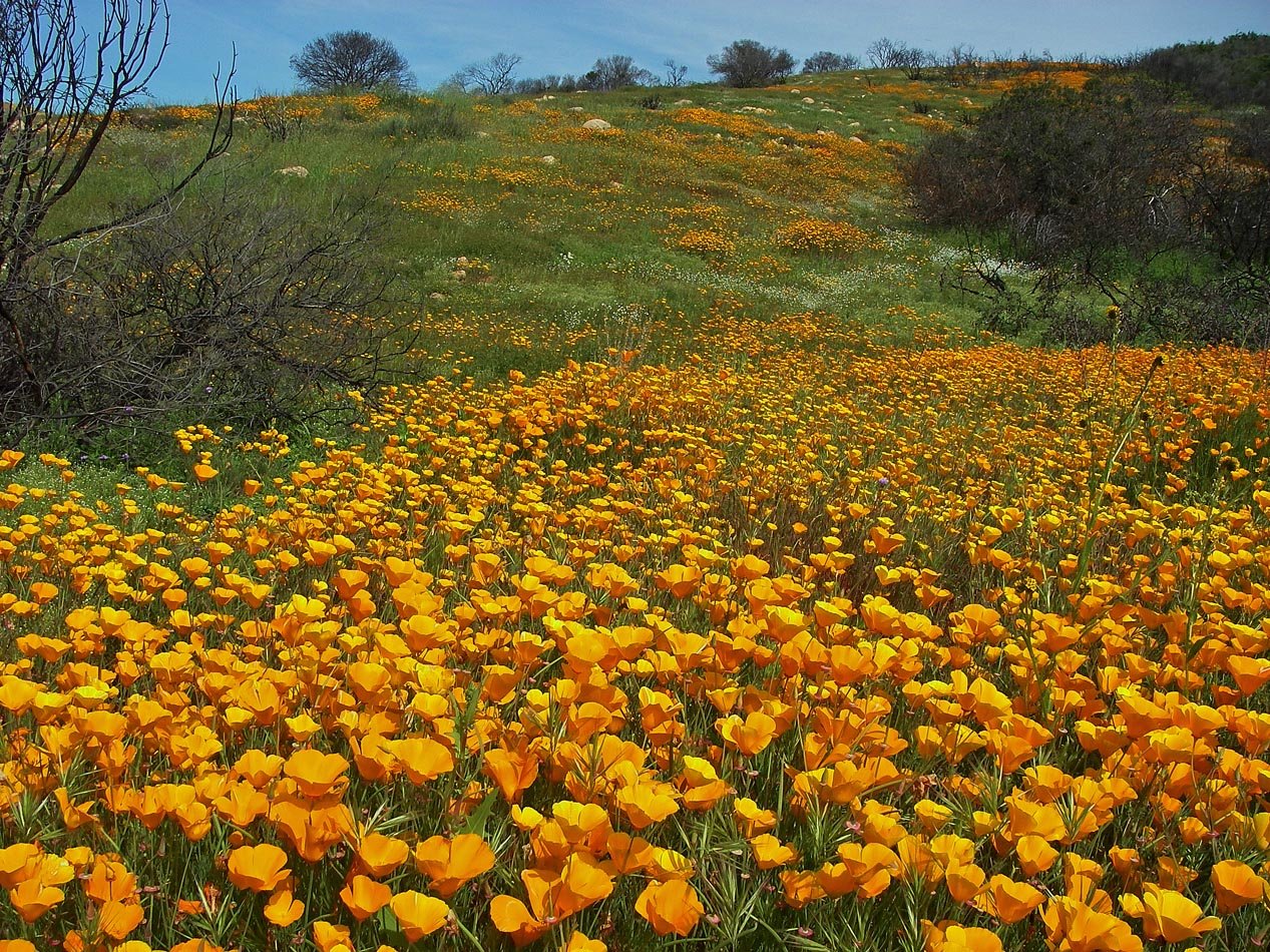 Spring bloom in the Holy Fire zone 3/29/2019 