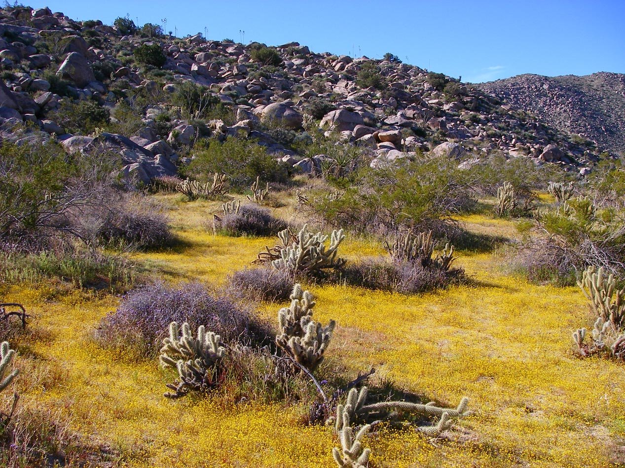 Blair Valley area of Anza-Borrego with bloom of desert gold 3/30/2011