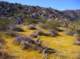 Blair Valley area of Anza-Borrego with bloom of desert gold 3/30/2011