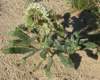 imgp0036_small.jpg