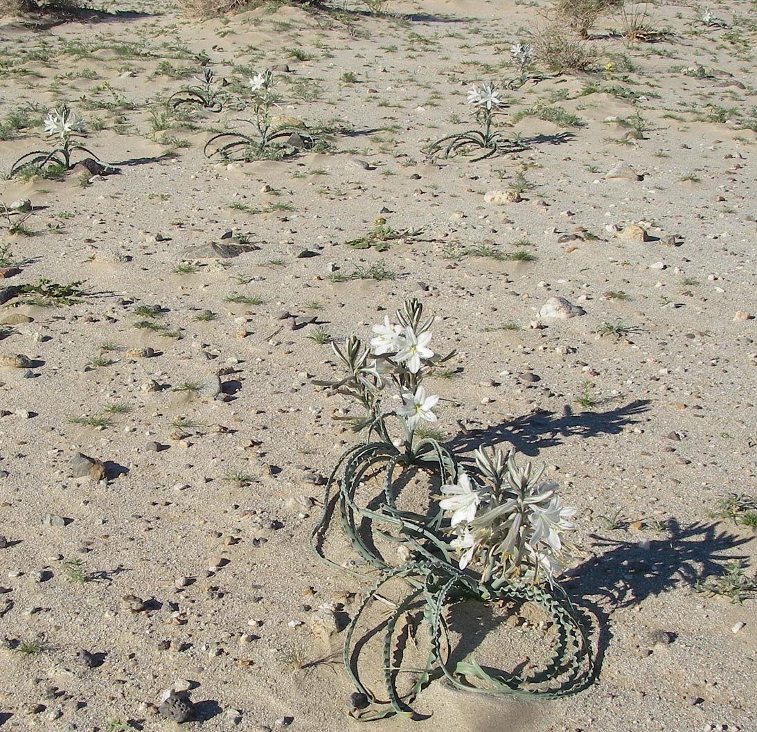 If you love desert lilies, this year they're all over the place in Yuha and Anza-Borrego Deserts 3/6/2017 