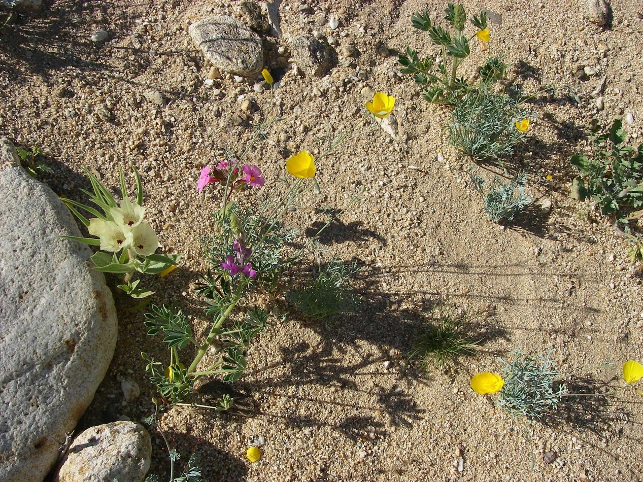 imgp0106.jpg