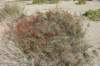 imgp0113_small.jpg