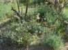 imgp0227_small.jpg