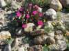 imgp0246_small.jpg