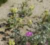 imgp0255_small.jpg